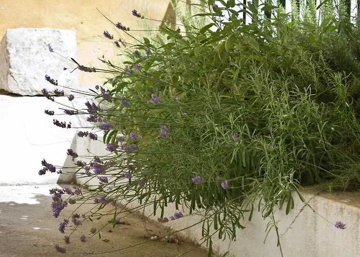 Bed and breakfast Eco Old Town